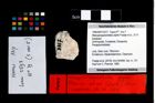 Foto (Objekt + Etikett) von Mesoparapylocheles zapfei (Fraaije et al., 2019)  (NHMW-GEO-1990-0041-3317)